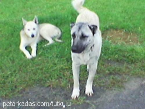 oralet Erkek Sibirya Kurdu (Husky)