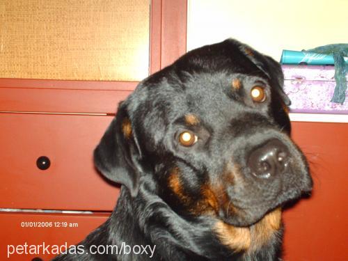 boxy Erkek Rottweiler