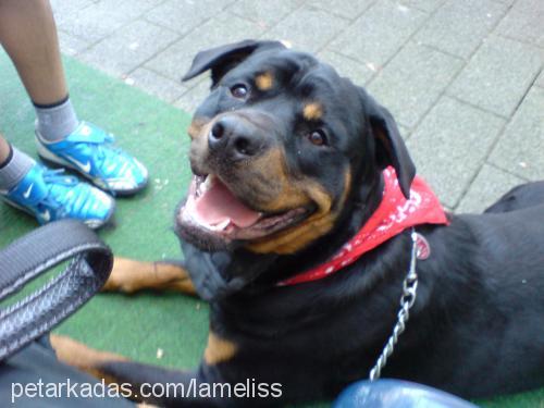 Tiger Erkek Rottweiler