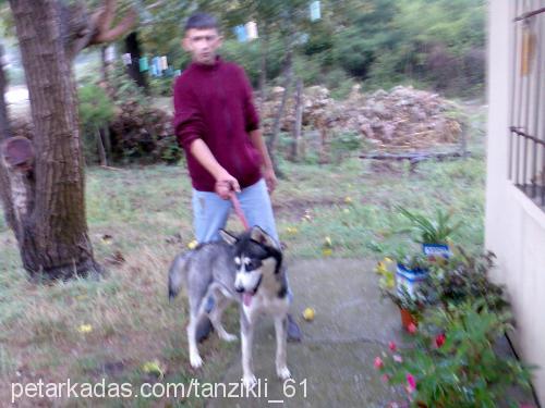 çakır Erkek Sibirya Kurdu (Husky)