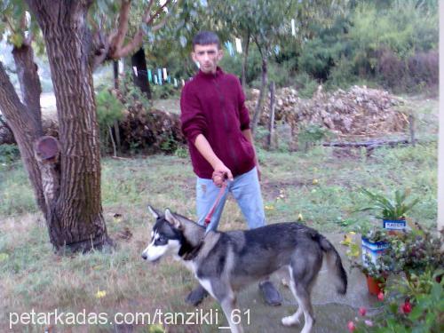 çakır Erkek Sibirya Kurdu (Husky)