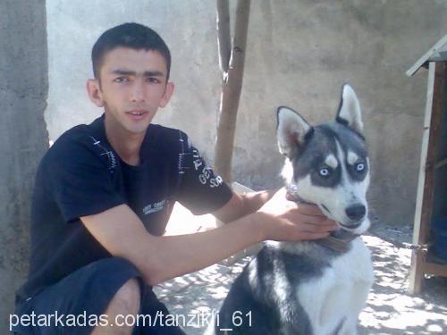 çakır Erkek Sibirya Kurdu (Husky)