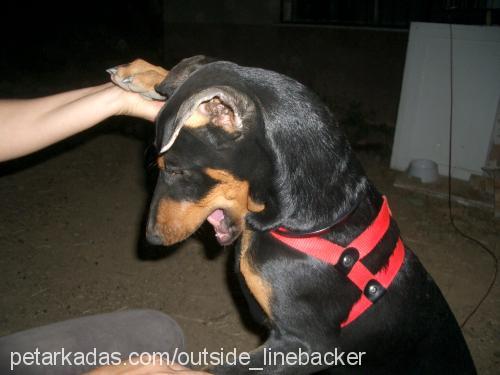 RU Dişi Doberman Pinscher