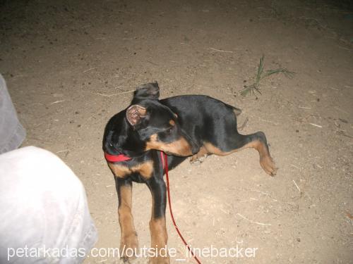 RU Dişi Doberman Pinscher