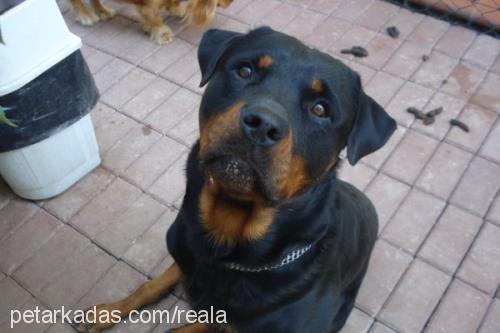 Dost Erkek Rottweiler