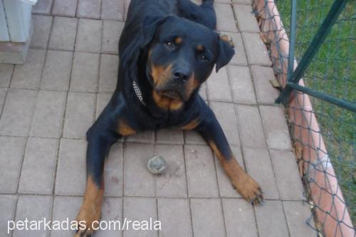 Dost Erkek Rottweiler