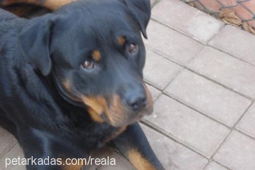 Dost Erkek Rottweiler