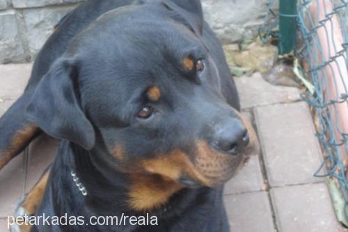 Dost Erkek Rottweiler