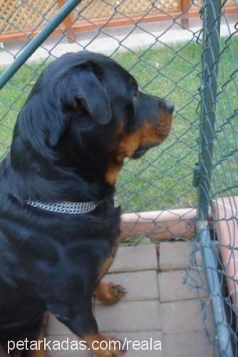 Dost Erkek Rottweiler