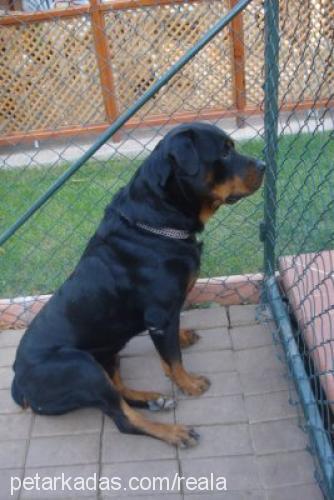 Dost Erkek Rottweiler