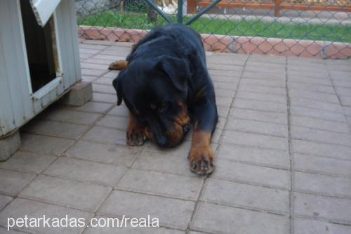 Dost Erkek Rottweiler