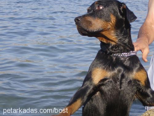 kopuk Erkek Rottweiler