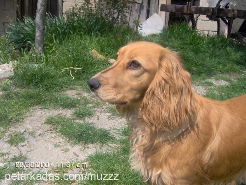 reçel Dişi Amerikan Cocker Spaniel