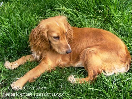 reçel Dişi Amerikan Cocker Spaniel