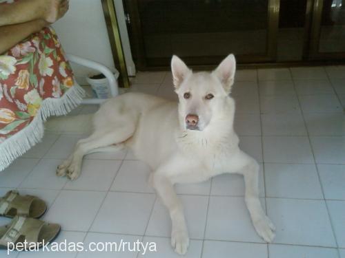 asil Erkek Sibirya Kurdu (Husky)