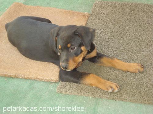 afrodit Dişi Rottweiler