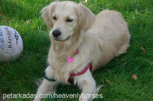 dusty Dişi Golden Retriever