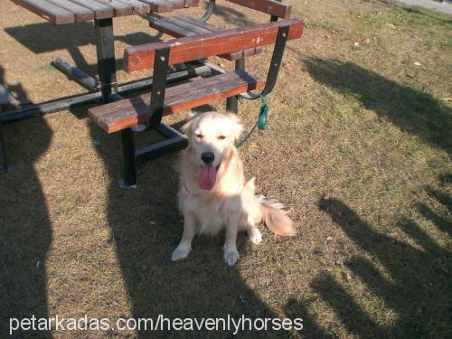 dusty Dişi Golden Retriever