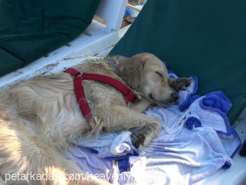 dusty Dişi Golden Retriever