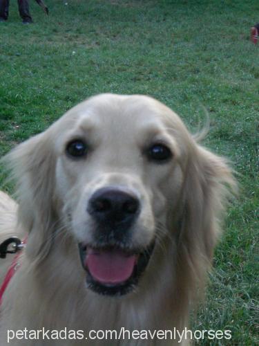 dusty Dişi Golden Retriever