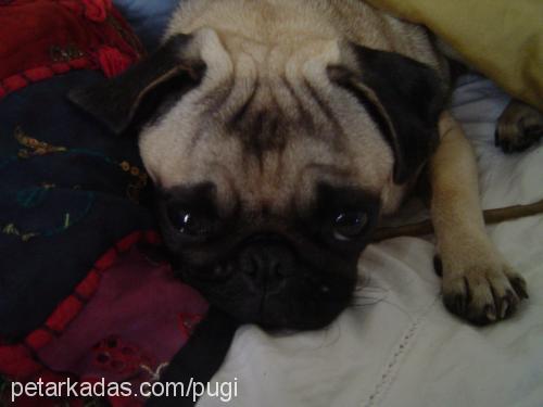 pugi Dişi Pug