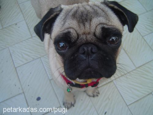 pugi Dişi Pug