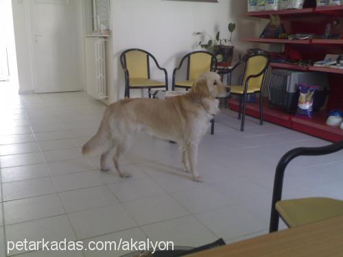 Ralph Erkek Golden Retriever