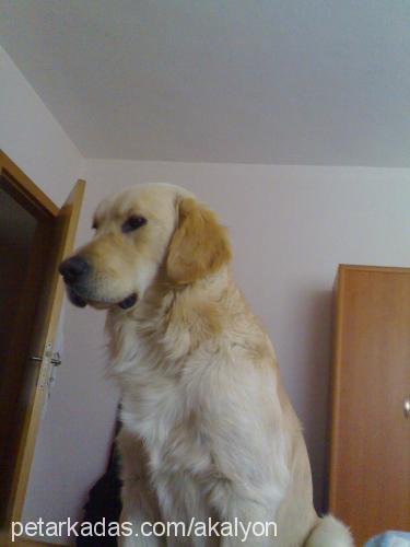 Ralph Erkek Golden Retriever