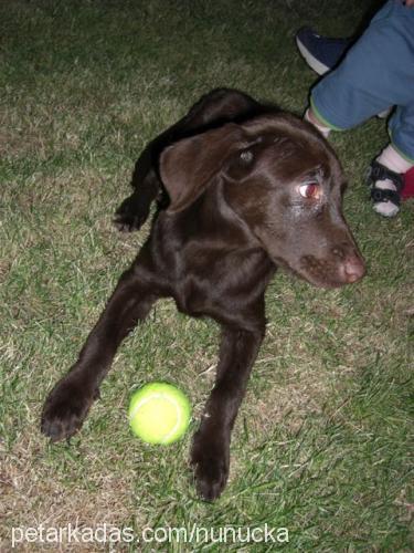 esmira Dişi Labrador Retriever