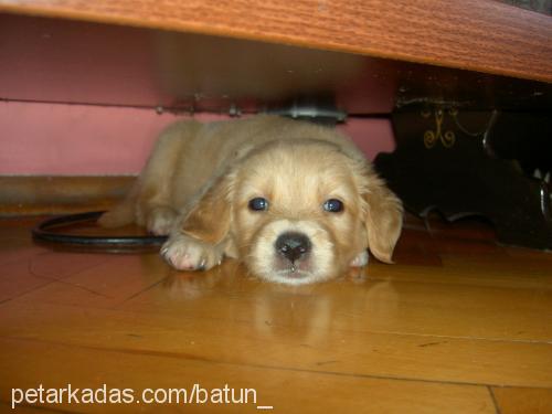 missy Dişi Golden Retriever