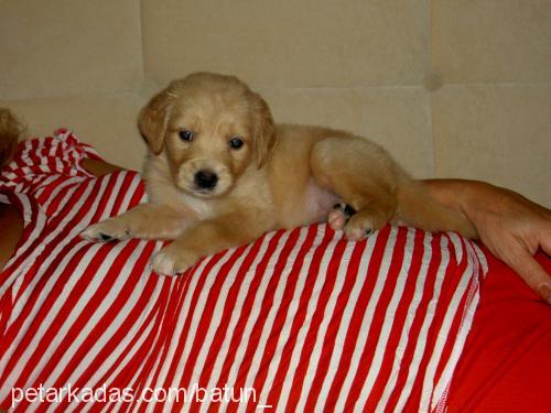 missy Dişi Golden Retriever