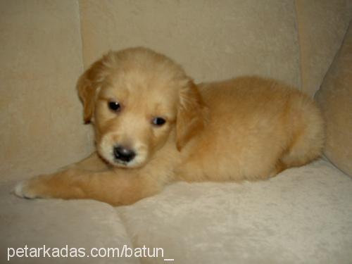 missy Dişi Golden Retriever