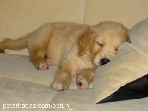 missy Dişi Golden Retriever