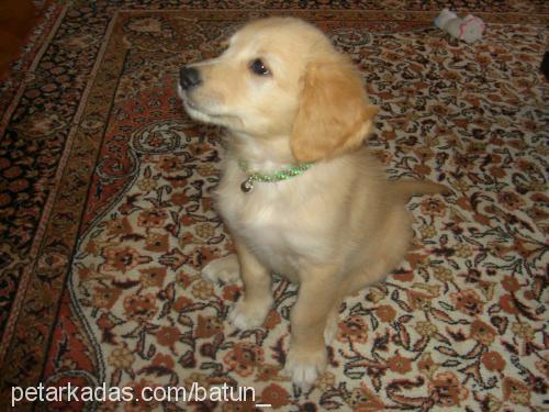 missy Dişi Golden Retriever