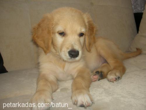 missy Dişi Golden Retriever