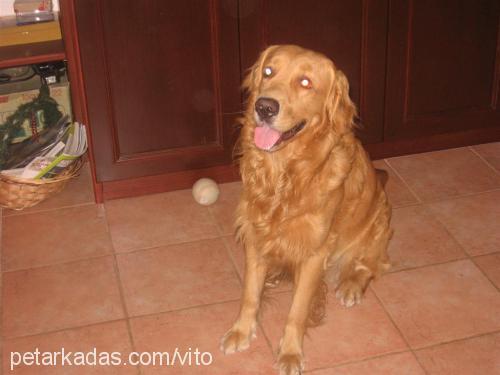 vito Erkek Golden Retriever