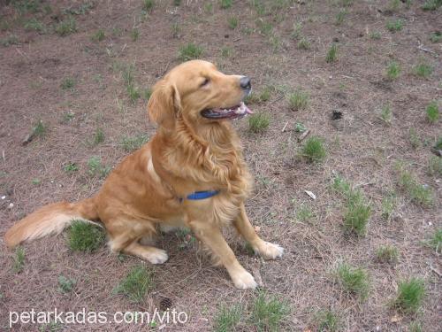 vito Erkek Golden Retriever