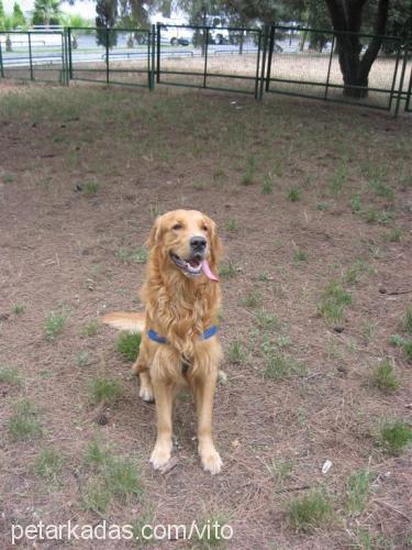 vito Erkek Golden Retriever