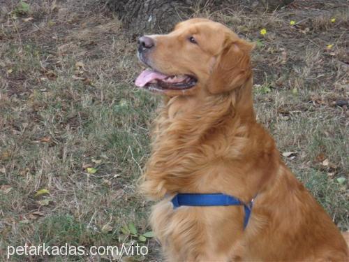 vito Erkek Golden Retriever