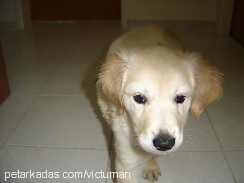 Arwen Dişi Golden Retriever