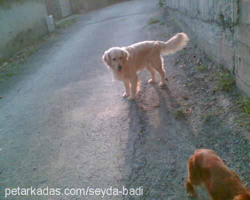 köpükk Erkek Golden Retriever