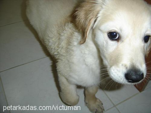 Arwen Dişi Golden Retriever