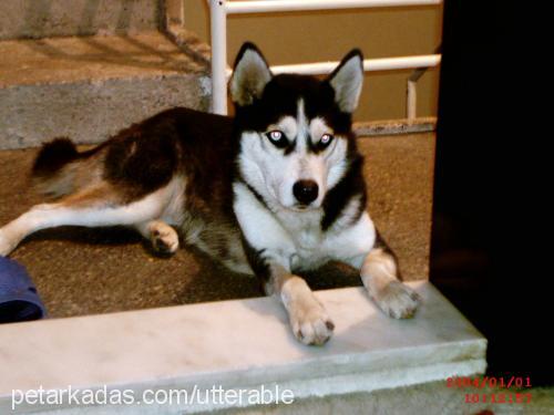 Mavi Dişi Sibirya Kurdu (Husky)