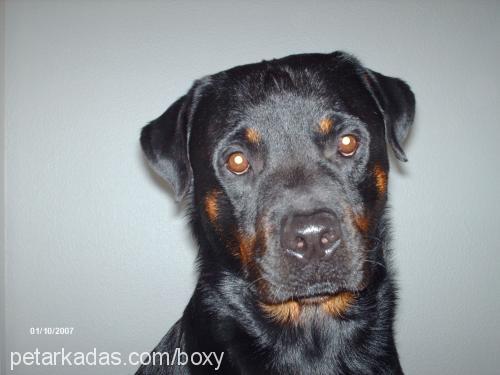 boxy Erkek Rottweiler