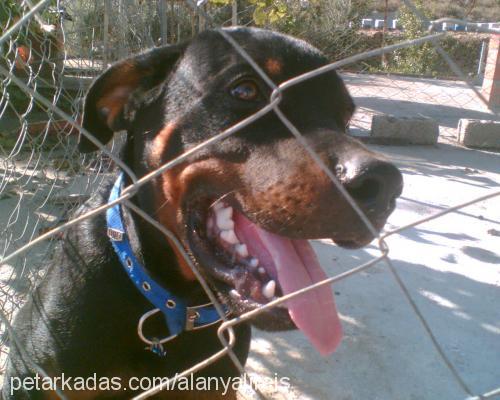 Reİs Erkek Rottweiler