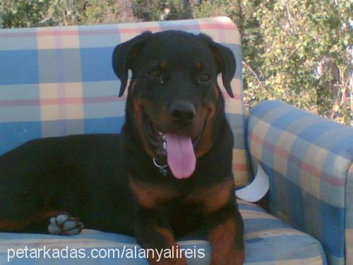 Reİs Erkek Rottweiler