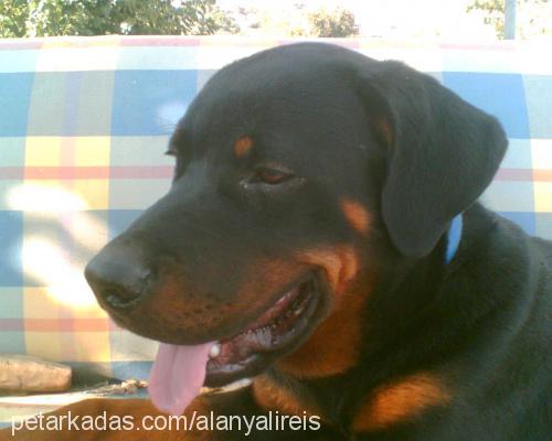 Reİs Erkek Rottweiler