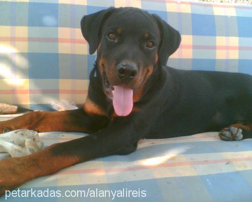 Reİs Erkek Rottweiler