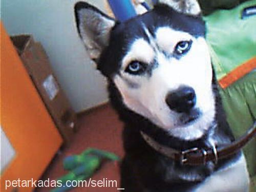 helen Dişi Sibirya Kurdu (Husky)