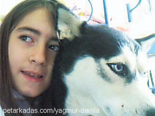 helen Dişi Sibirya Kurdu (Husky)